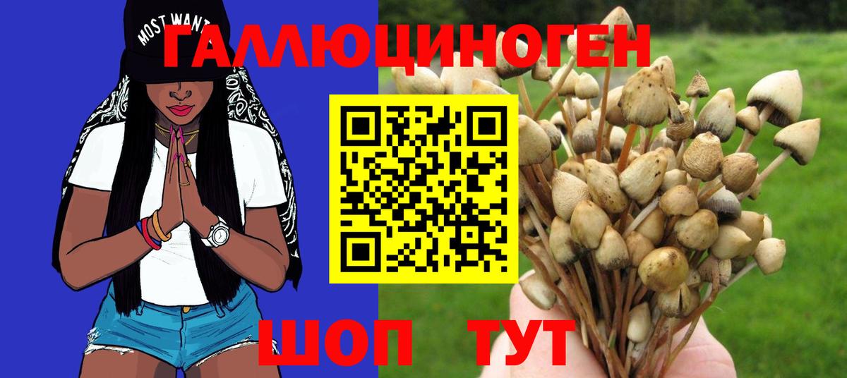 Псилоцибиновые грибы Psilocybine cubensis Кизилюрт